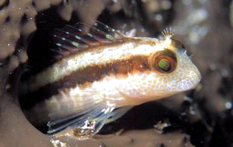 Parablennius pilicornis_03215